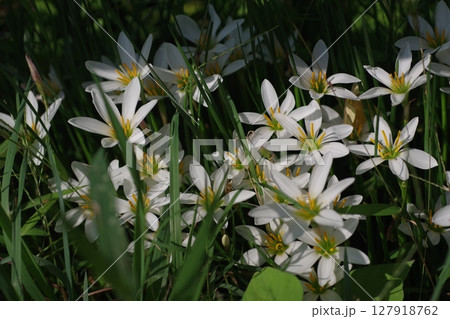 タマスダレ ヒガンバナ科 127918762