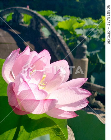 Lotus flower in Japanese shrine はす池で咲き始めた蓮の花,逆光透かし Lotus flower in Japanese shrine はす池で咲き始めた蓮の花,逆光透かし 127918906