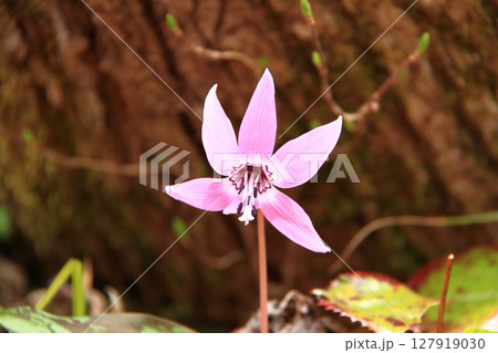 森の妖精カタクリの花 127919030