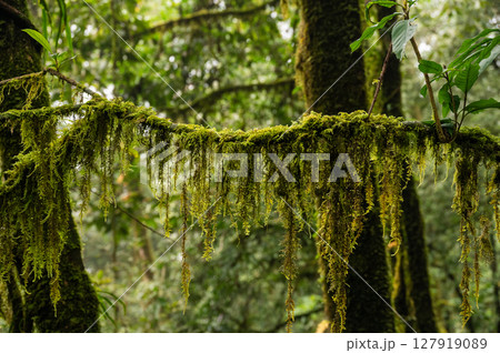Fern mosses growing on plants branch. Fern mosses are carpet-forming, branching mosses that can cover rotten logs, boulders, or patches of damp soil. Fern mosses growing on plants branch. Fern mosses are carpet-forming, branching mosses that can cover rotten logs, boulders, or patches of damp soil. 127919089