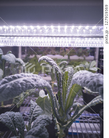 View of Lacinato kale in indoor hydroponic farm under artificial sunlight in the background View of Lacinato kale in indoor hydroponic farm under artificial sunlight in the background 127919369