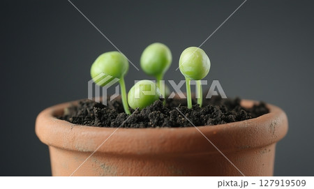 Peas sprout tree vegetable clay pot and soil miniature house plant botanical decoration 127919509