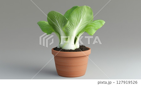 Pokchoy sprout tree vegetable clay pot and soil miniature house plant botanical decoration Pokchoy sprout tree vegetable clay pot and soil miniature house plant botanical decoration 127919526