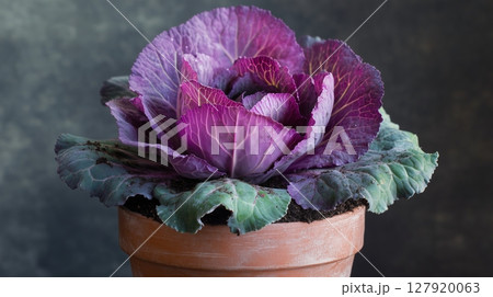 Purple cabbage vegetable on soil miniature garden house plant botanical decoration Purple cabbage vegetable on soil miniature garden house plant botanical decoration 127920063
