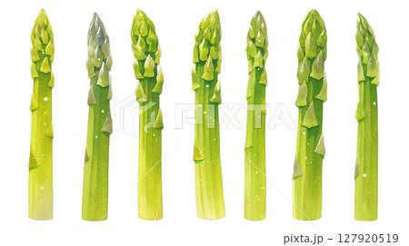 透明背景（png）に並んだアスパラガスのイラスト 127920519