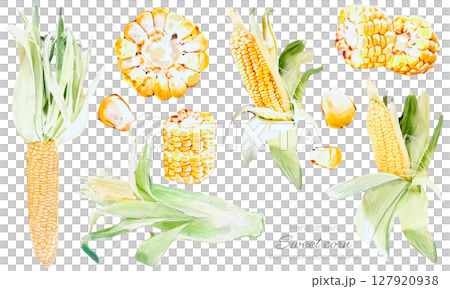水彩で描いたトウモロコシのベクターイラストセット 127920938