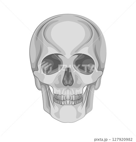 Illustration of Skull 127920982