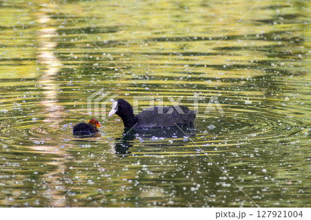 A black waterfowl feeds its baby in the water 127921004
