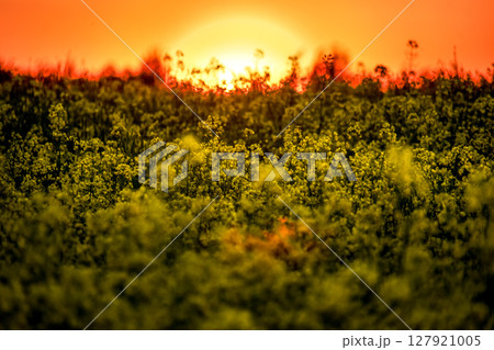 rapeseed field at sunset 127921005