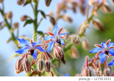 青いボリジの花 青いボリジの花 127921031
