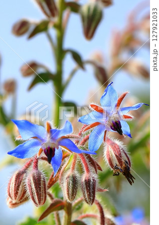 青いボリジの花 青いボリジの花 127921033