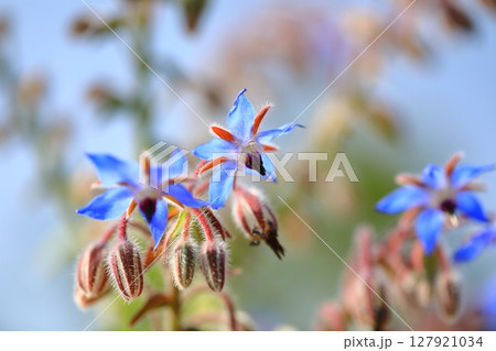青いボリジの花 青いボリジの花 127921034