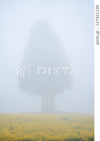霧の中の木が立つ黄色いダイヤーズカモミール畑 127921190