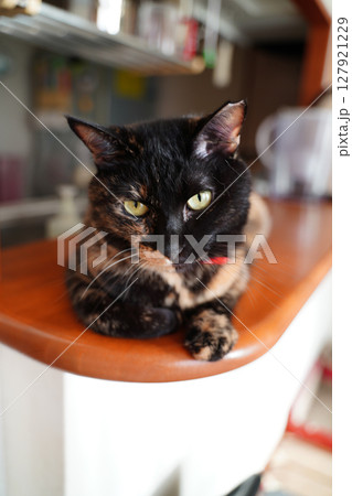 猫用ハンモックで寝ているトーティシェルの猫 猫用ハンモックで寝ているトーティシェルの猫 127921229