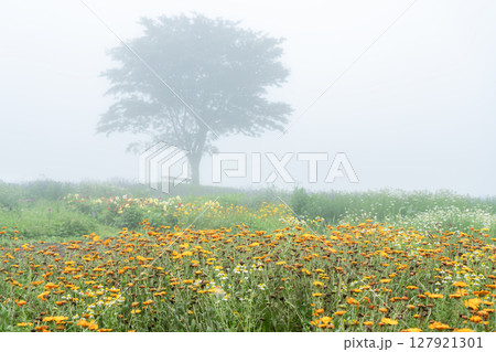 フィールドに咲く花々 フィールドに咲く花々 127921301