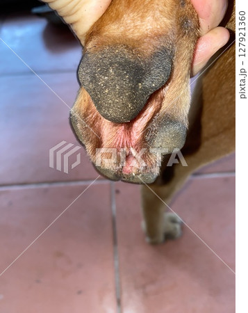 Dog's foot and paw on the floor. Dog's paw. 127921360