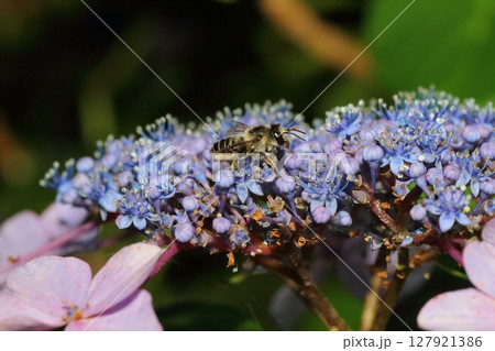 アジサイの花に集まるハナバチの仲間 アジサイの花に集まるハナバチの仲間 127921386