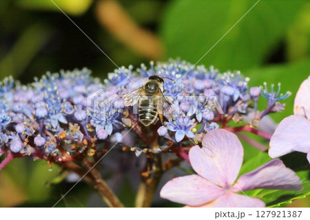アジサイの花に集まるハナバチの仲間 アジサイの花に集まるハナバチの仲間 127921387