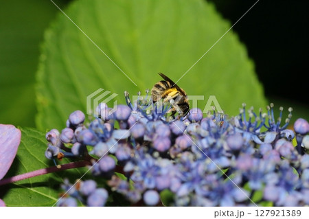 アジサイの花に集まるハナバチの仲間 127921389