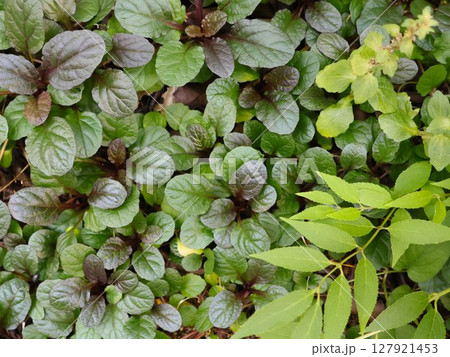 一面に茂るアジュガとしだれるヒメウツギの枝葉その1 一面に茂るアジュガとしだれるヒメウツギの枝葉その1 127921453