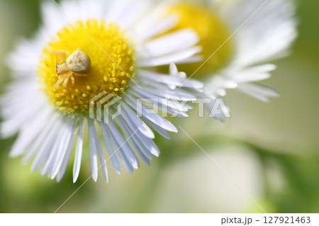 ヒメジョオンの花の上で獲物を待つアヅチグモ 127921463