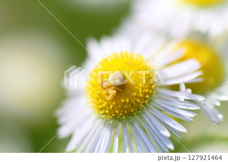 ヒメジョオンの花の上で獲物を待つアヅチグモ 127921464