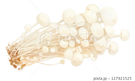 透明背景(png)にエノキのイラスト 透明背景(png)にエノキのイラスト 127921525