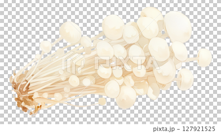 透明背景(png)にエノキのイラスト 透明背景(png)にエノキのイラスト 127921525