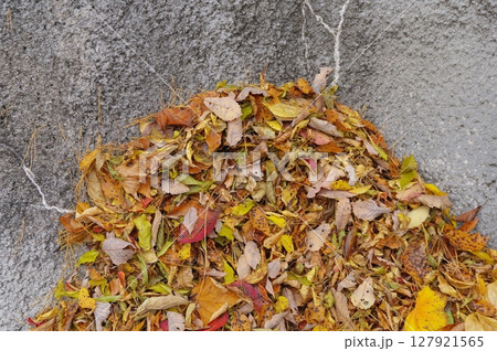 道路の側壁に溜まった落ち葉 道路の側壁に溜まった落ち葉 127921565