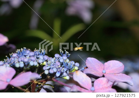アジサイの花に接近するヒラタアブの仲間 127921575