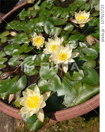 Water lily in water basin / 日本庭園の水鉢に咲くミニ睡蓮(スイレン)の花 127921725