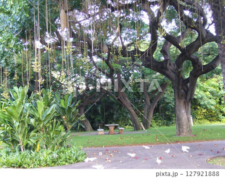 ハワイ　ホノルル、ノースショア 127921888