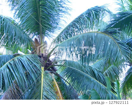 ハワイ ホノルル ハワイ ホノルル 127922111