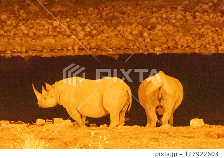 Two black Rhinos at night 127922603