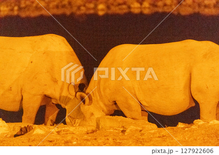 Two black Rhinos at night Two black Rhinos at night 127922606