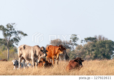 Cattle grazing in the Okavango Delta 127922611