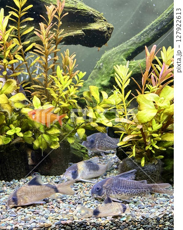 アクアリウム 熱帯魚 水槽 コリドラス パンダ アクアリウム 熱帯魚 水槽 コリドラス パンダ 127922613