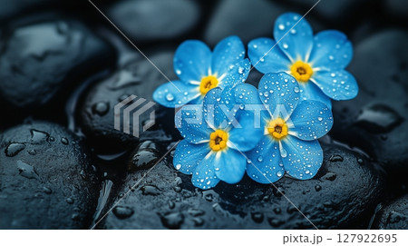 Delicate blue flower forget-me nots dew drops on dark stone with puddles of water 127922695