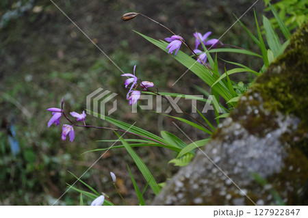 壁から咲くシラン 壁から咲くシラン 127922847