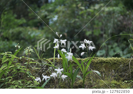 見上げるシランの可愛い花 127922850