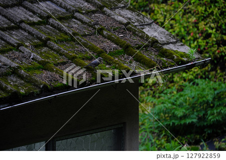 古い瓦の上にいるイソヒヨドリ 古い瓦の上にいるイソヒヨドリ 127922859