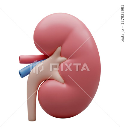 Anatomical Model of a Human Kidney Minimalist 3D Rendering in a Soft And Smooth Renderer 127922993