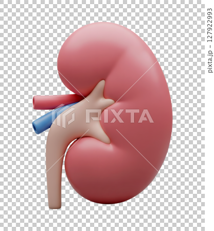 Anatomical Model of a Human Kidney Minimalist 3D Rendering in a Soft And Smooth Renderer 127922993