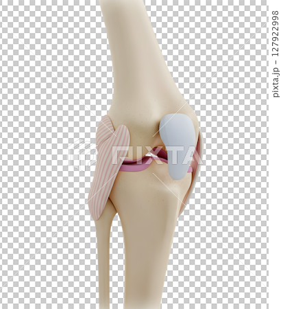 Anatomical Model of the Human Knee Joint Minimalist 3D Rendering in a Soft And Smooth Renderer 127922998