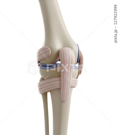 Anatomical Model of the Human Knee Joint Minimalist 3D Rendering in a Soft And Smooth Renderer 127922999