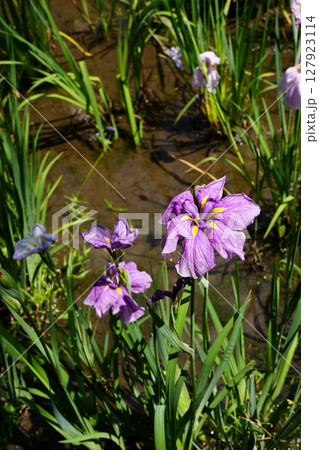 花菖蒲 127923114