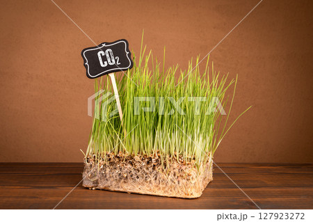 CO2 Concept. Green Grass with Roots Visible on Wooden Table, Symbolizing Carbon Sequestration 127923272