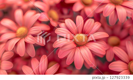 Stunning vibrant red daisies blossoming botanical natural environment Stunning vibrant red daisies blossoming botanical natural environment 127923339