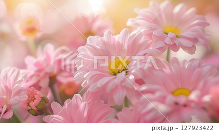 Stunning vibrant pink daisies blossoming botanical natural environment 127923422