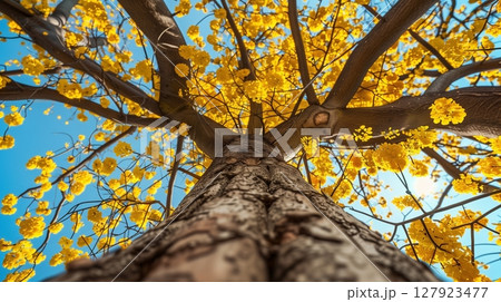 Captivating tree trunk wood with yellow blossom from low angle view perspective and blue sky 127923477